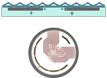 scientific-principles