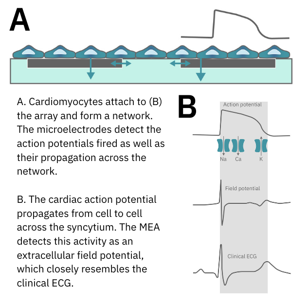 Scientific Principles Underlying Cardiac MEA Technology