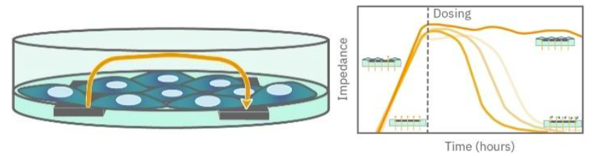 How impedance measures live cell behavior