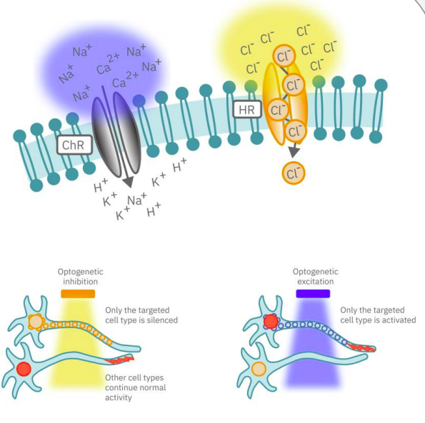 Scientific Principles Underlying Optogenetics Technology