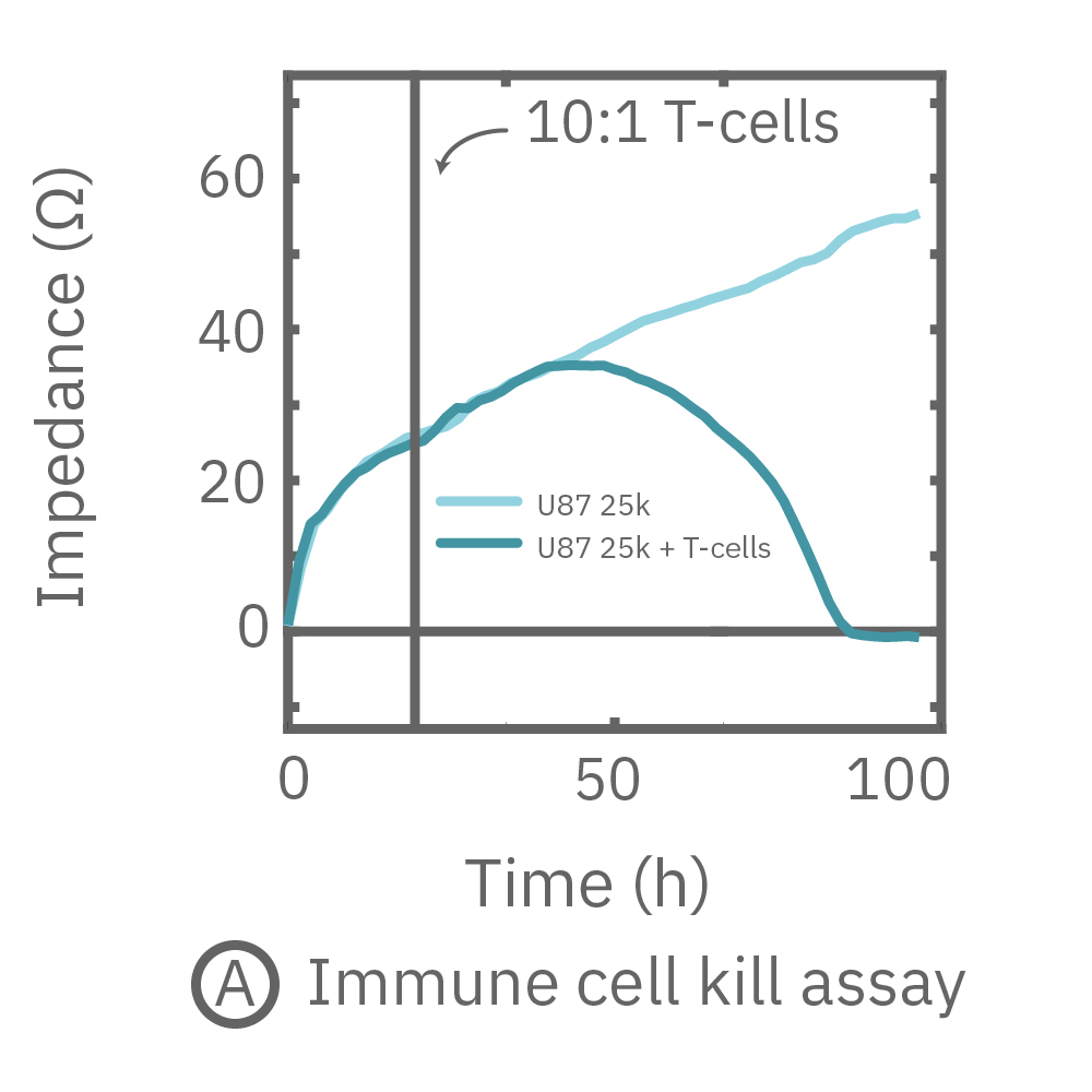Continuous monitoring of impedance over 24 hours.  The addition of activated T-cells reduced the impedance measurement