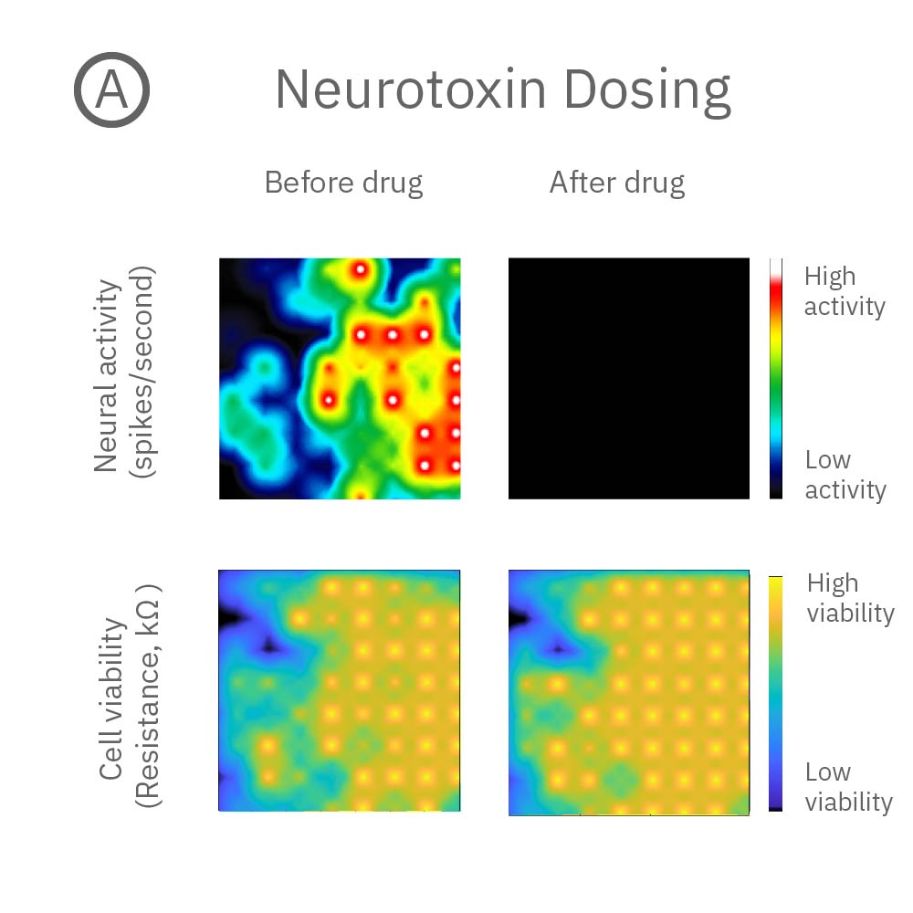 Dosing neurons with neurotoxin - loss of activity but cells are still alive