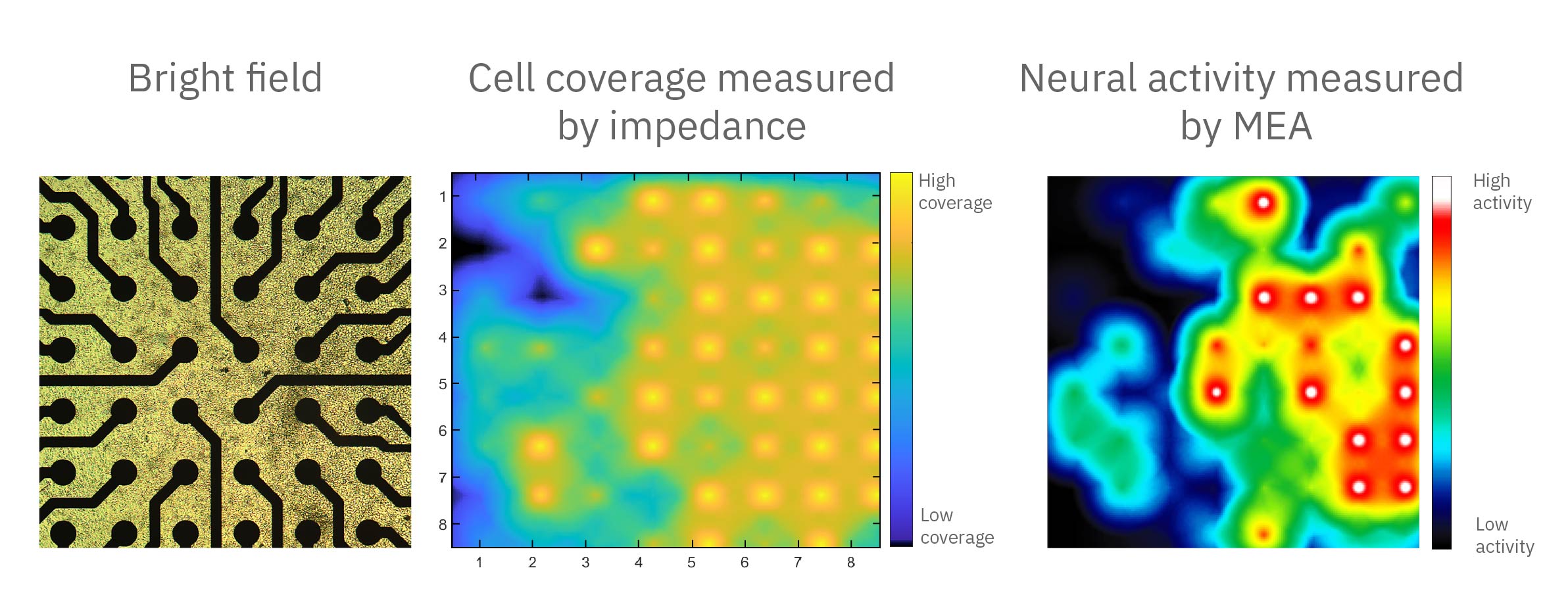 Measure neuronal activity and coverage in the same MEA well