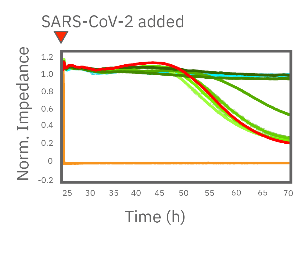 After 24 hours Remdesivir prevent cell death from SARS-CoV-2