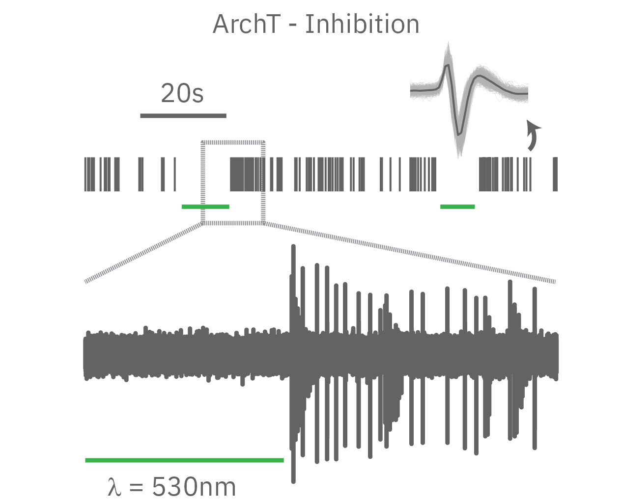 ArchT inhibition