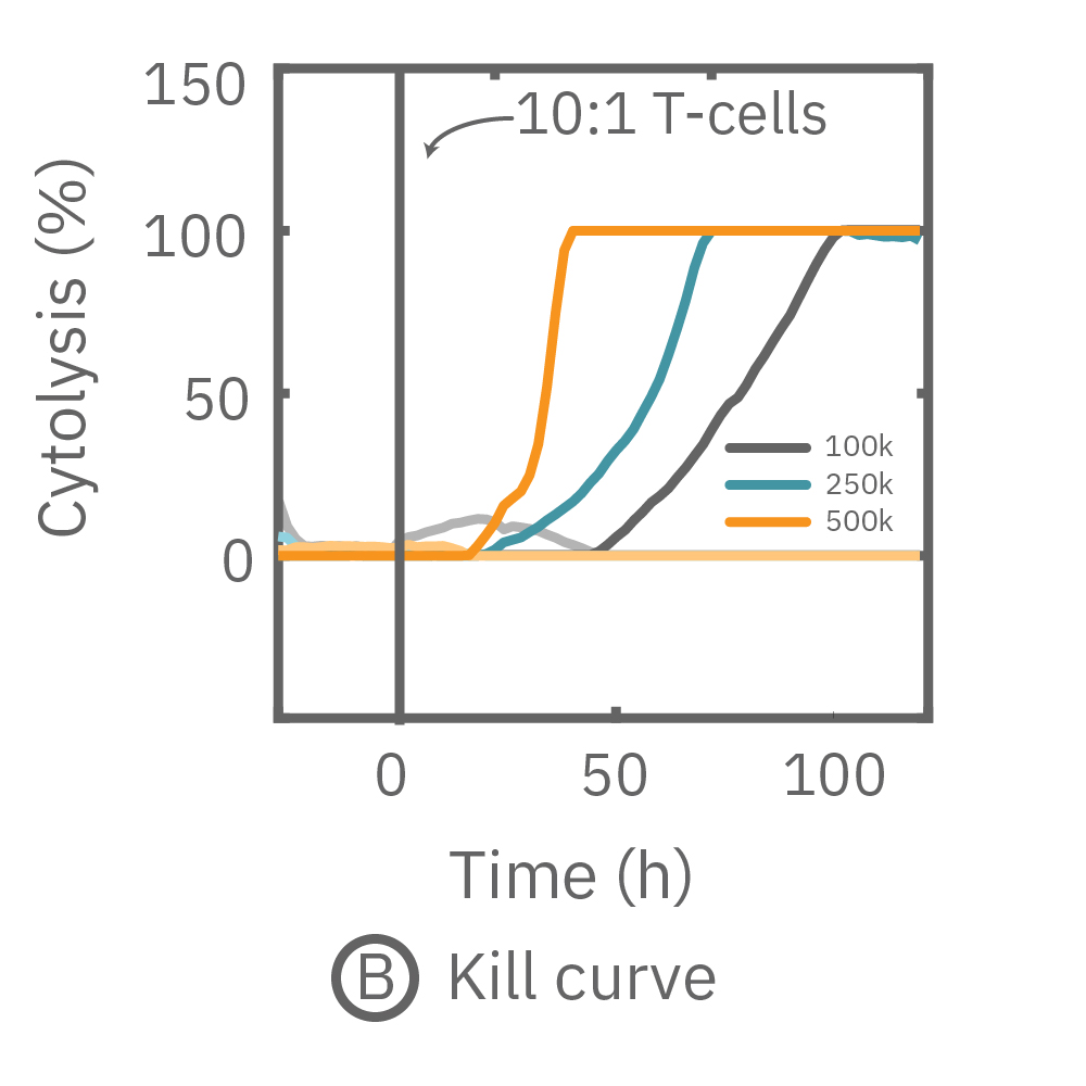 The kill curve for different densities of activated T-cells