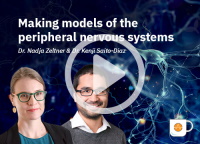 Making models of peripheral neurons