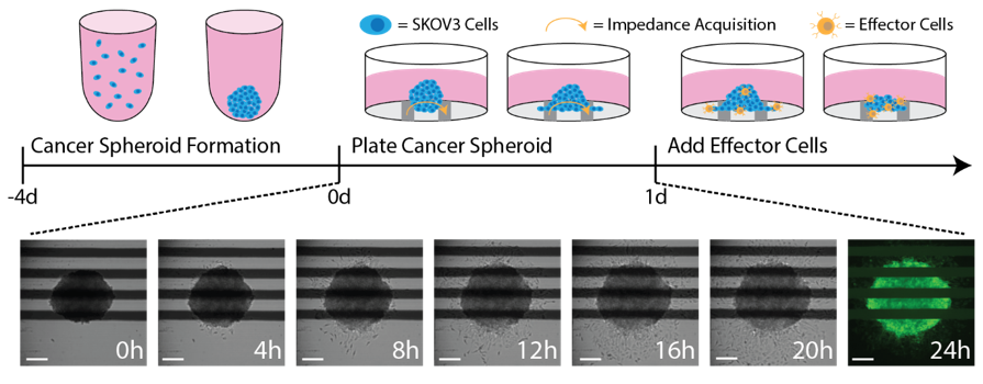 Cancer Spheroid Assay Steps