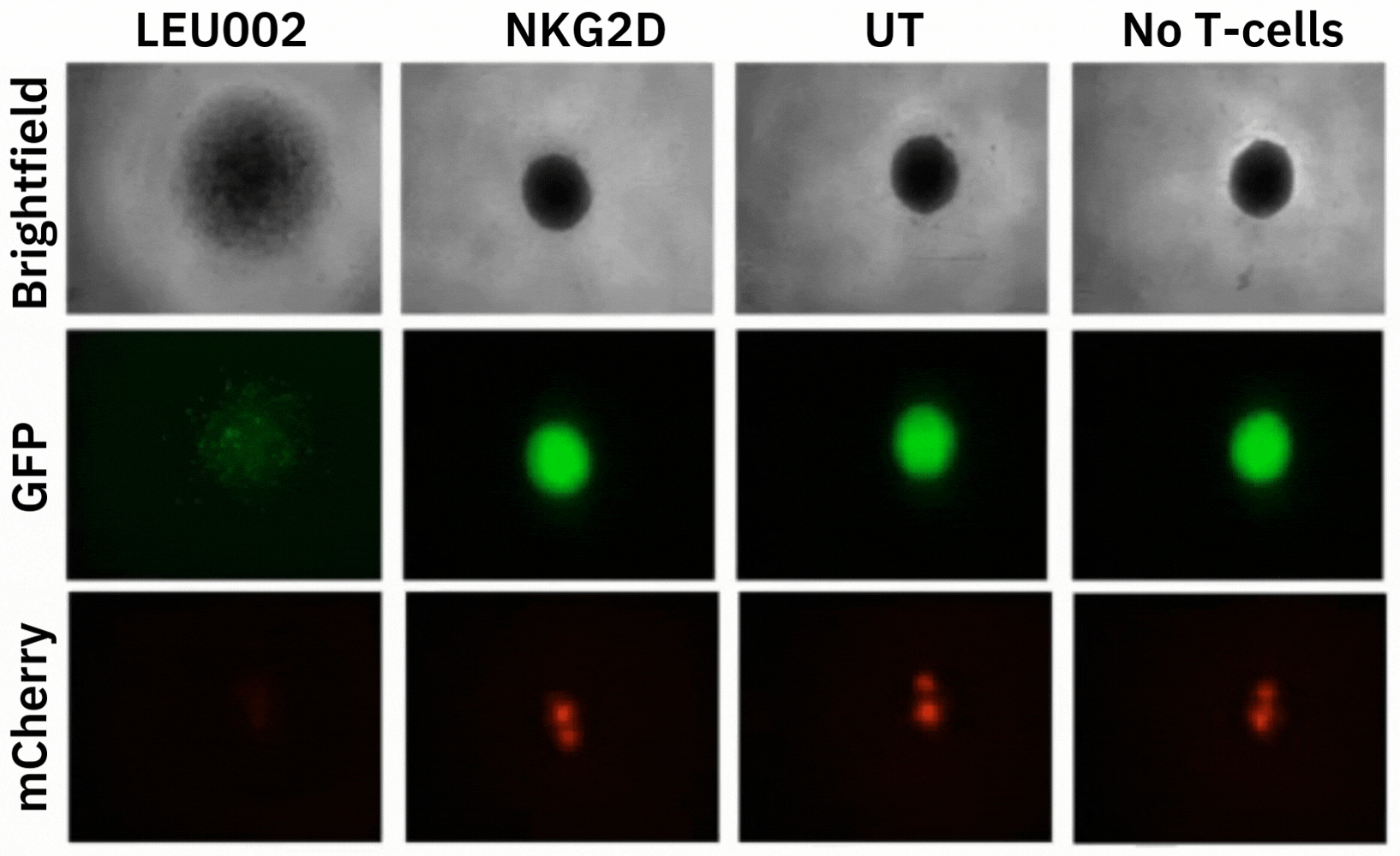 Imaging of cancer spheroids with CAR treatments