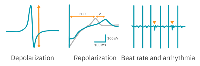 Cardiac depolarization, repolarization, beating and arrhythmia