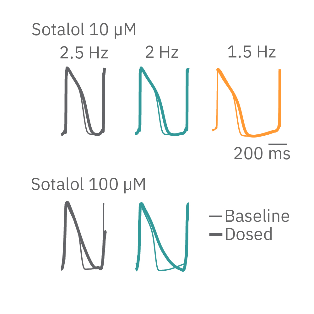 hiPSC-CM transduced with ChR2 and exposed to pulses of blue light paces the cells faster