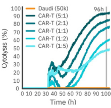 Cell Killing Assay