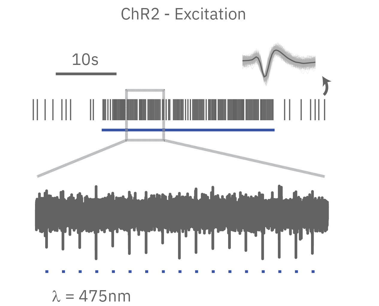 ChR2 Neural excitation