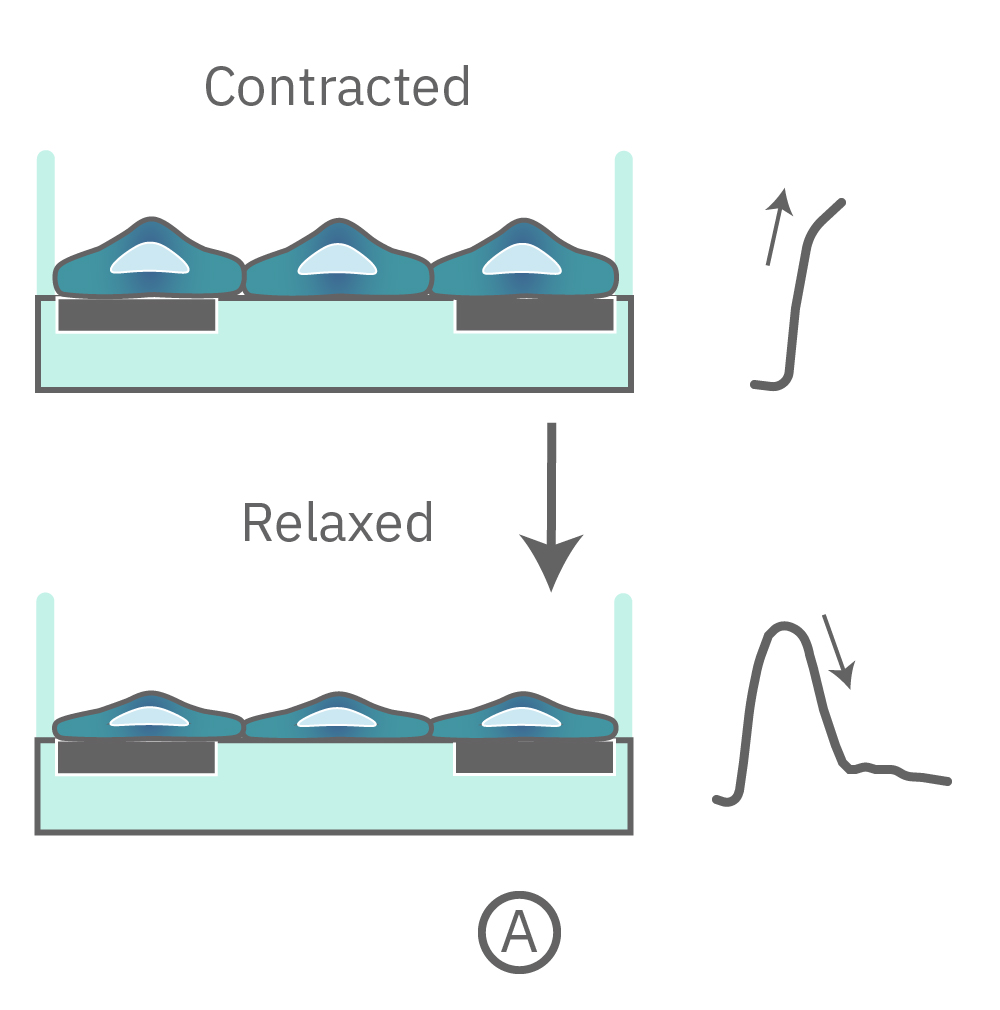 Contraction and relaxation of cells being detected