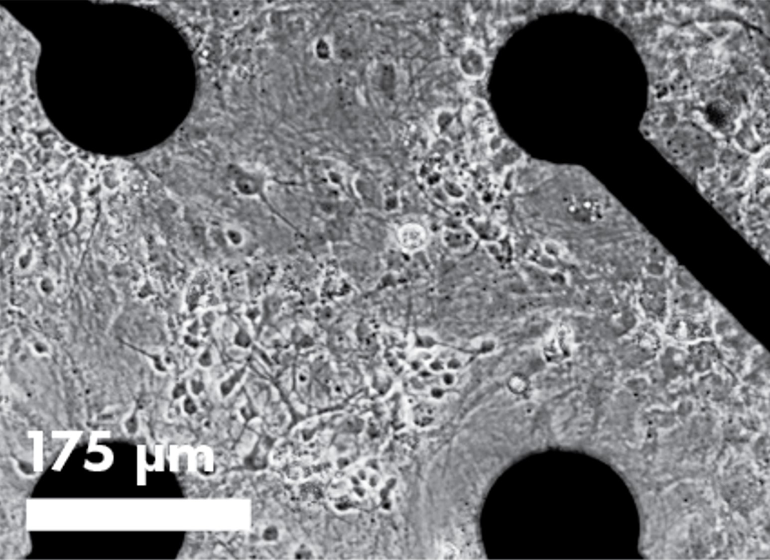 CytoView Z multiwell plate Neurons on a well