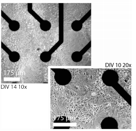 CytoView microelectrode array (MEA) plate with neurons