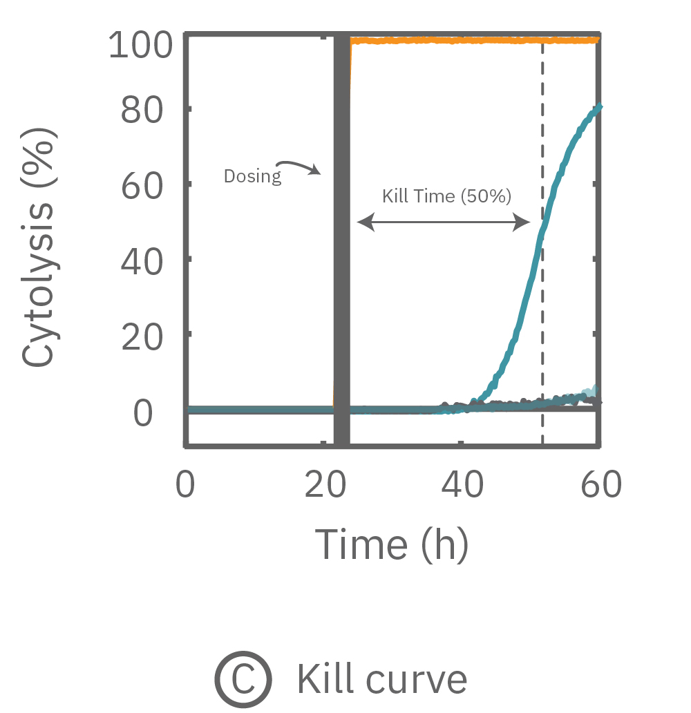 Percent cytolysis tracked in real time in response to cytotoxic drug dosing