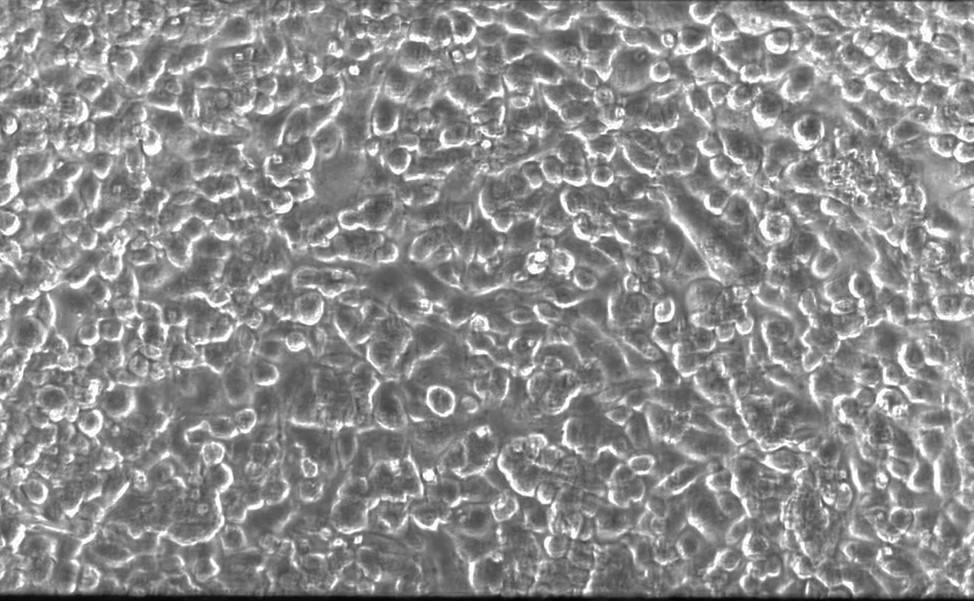 Cytotoxicity Thumbnail