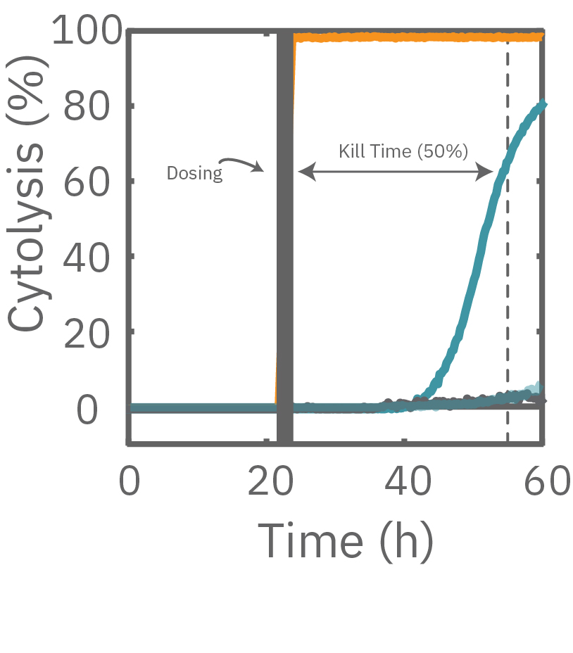 Cells dosed with 1 uM doxorubicin reached 50% cytolysis at 31 hrs.