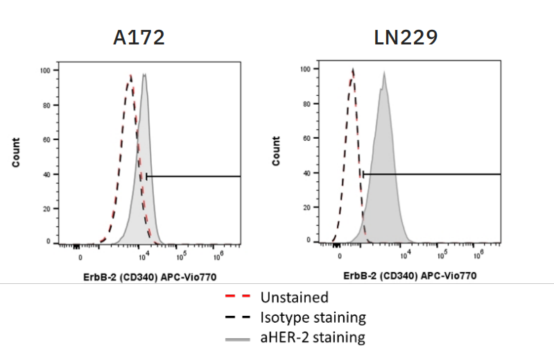 Figure 1: HER2 expression was determined on both A172 and  LN229 cells via anti-HER2 staining (gray) and flow cytometry.