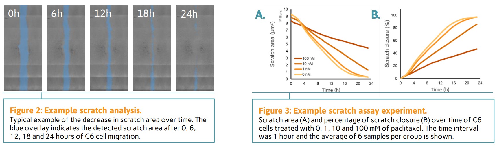 Figure 2 & 3: : Example scratch analysis and example scratch assay experiment
