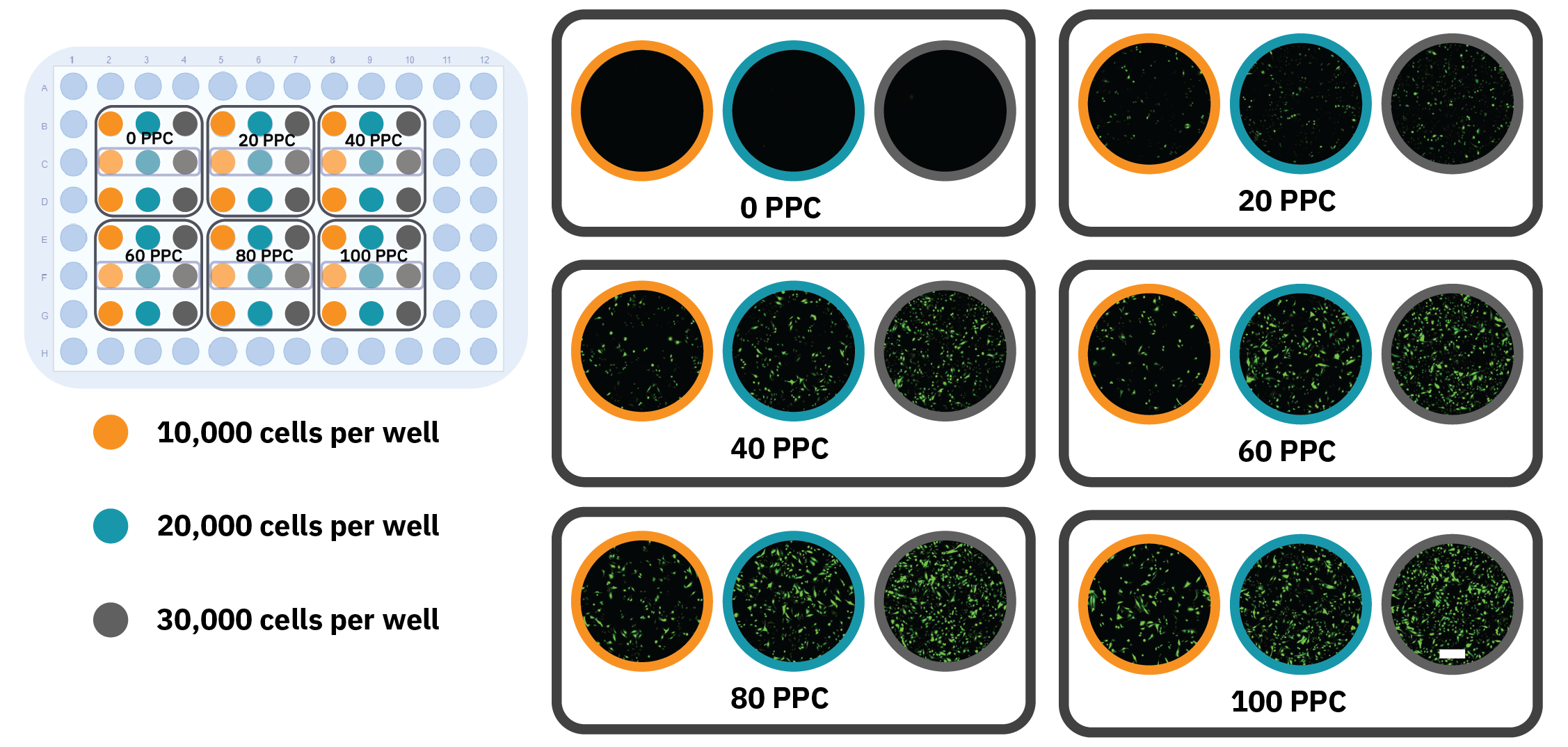 Transfection efficiency plate map