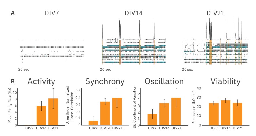 Neural Activity raster plots