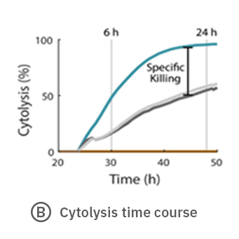 Cytolysis over time for CAR T cells