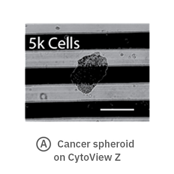 tumor organoid on CytoView-Z impedance plate