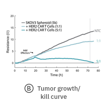 Tumor growth measured over time