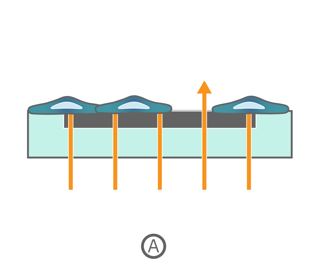 Cells on electrode 