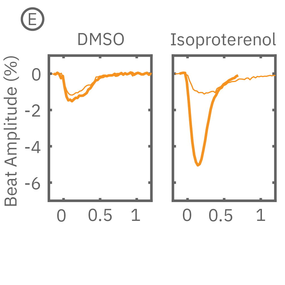 Paced cells increase contractility beat amplitude in response to positive inotropes