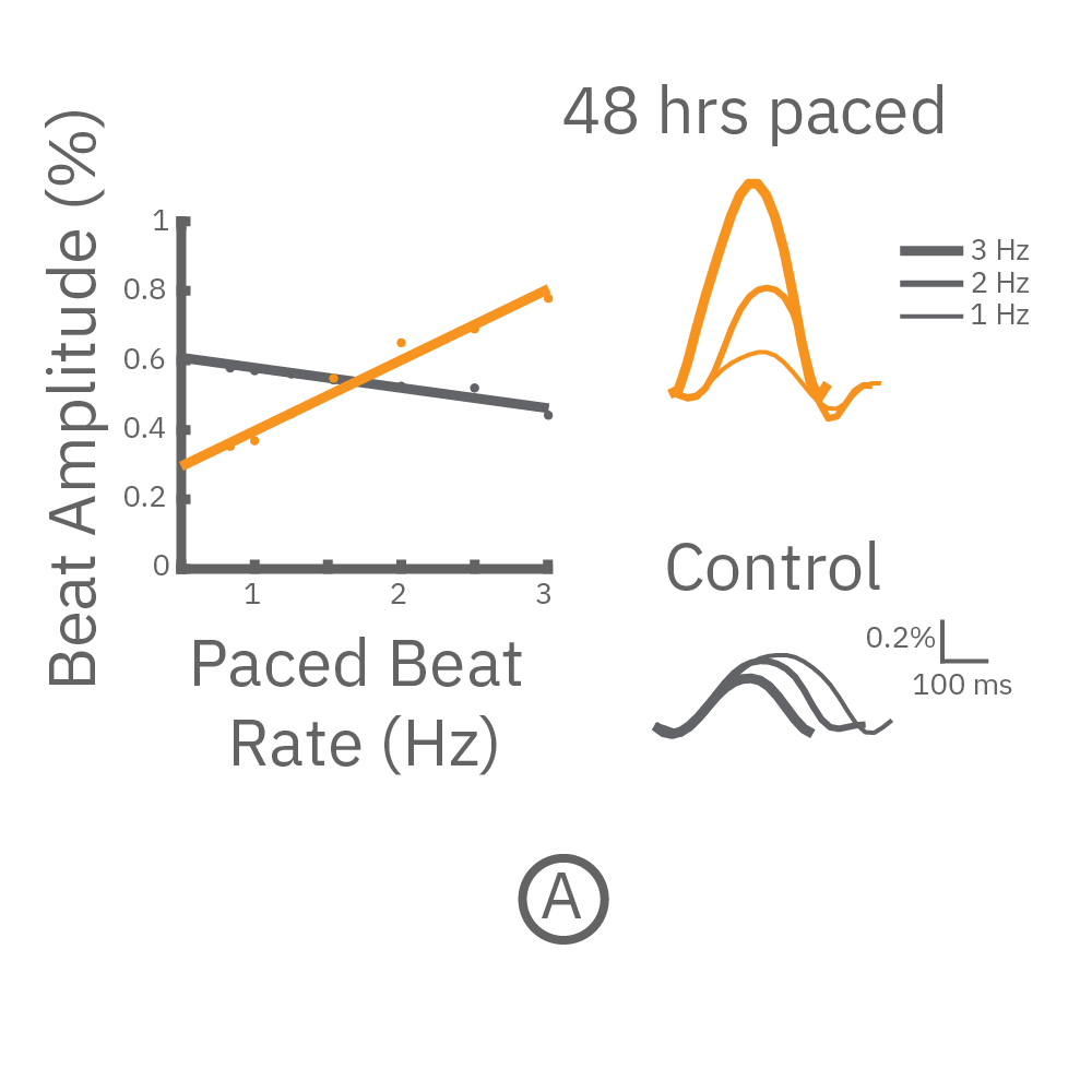 CM's were chronically paces and then paced again to assess the force-frequency relationship