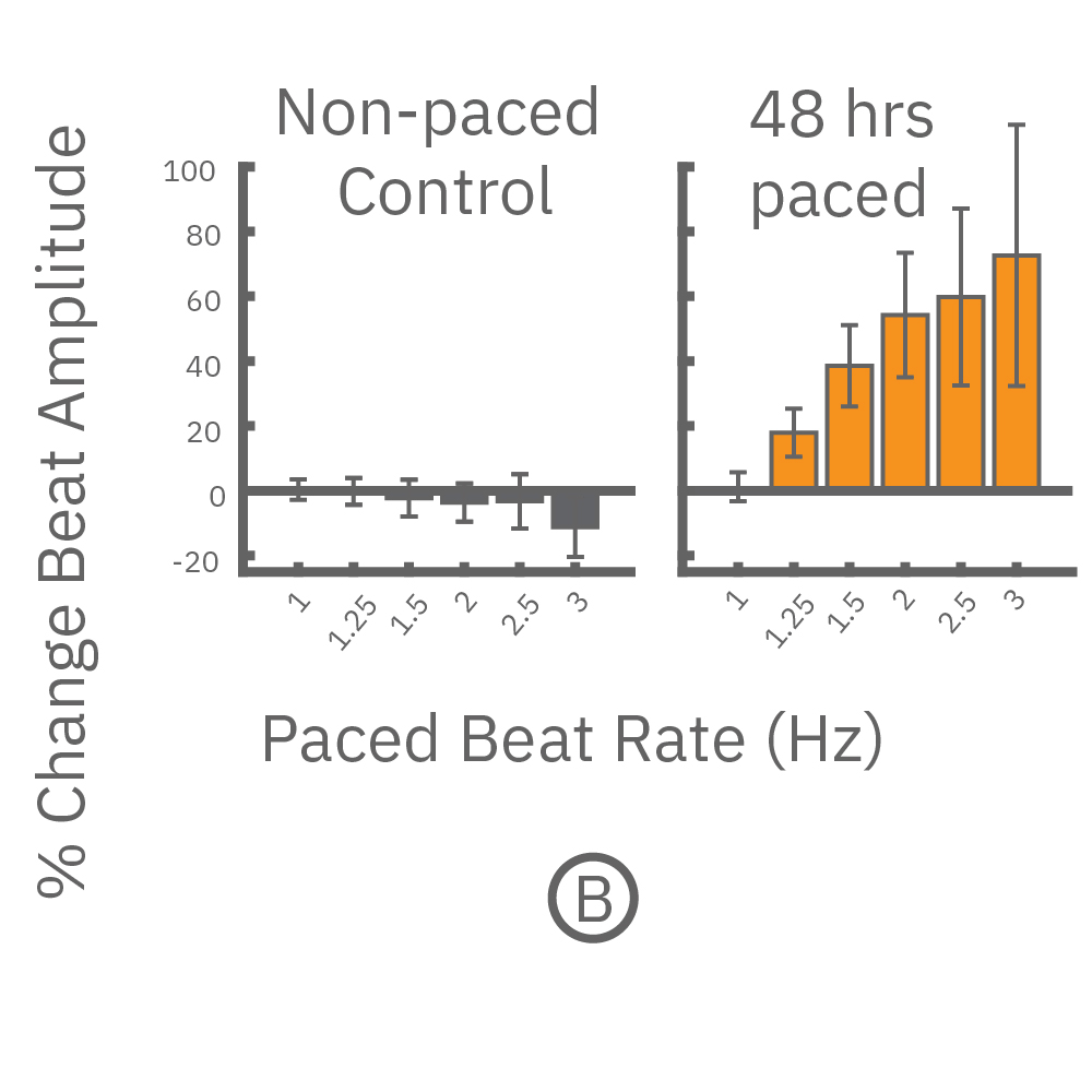 Paced cells exhibited a positive force-frequency relationship while non-paced showed a negative relationship