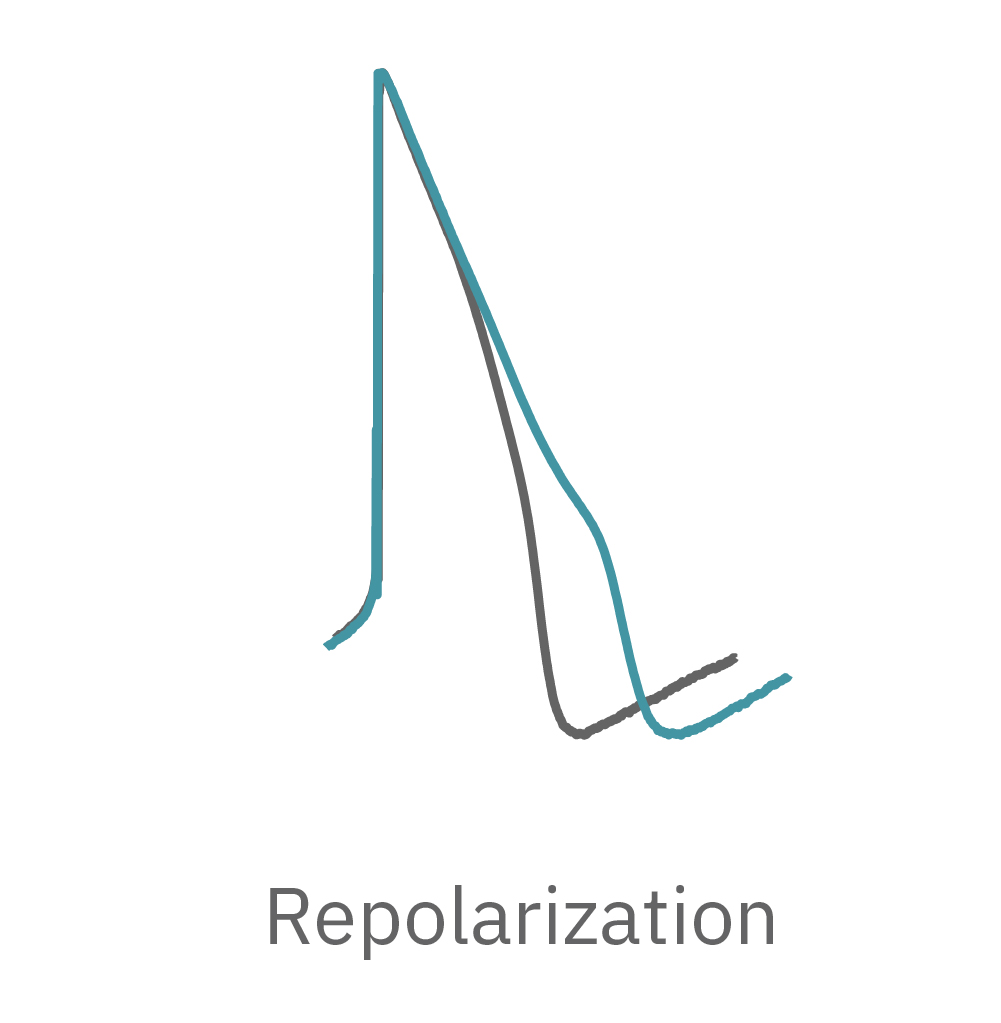 repolarization
