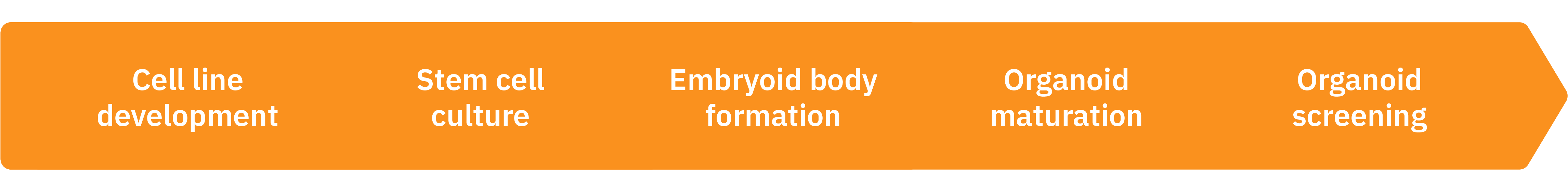 MEA Orgaonid Workflow from stem cell to organoid screening