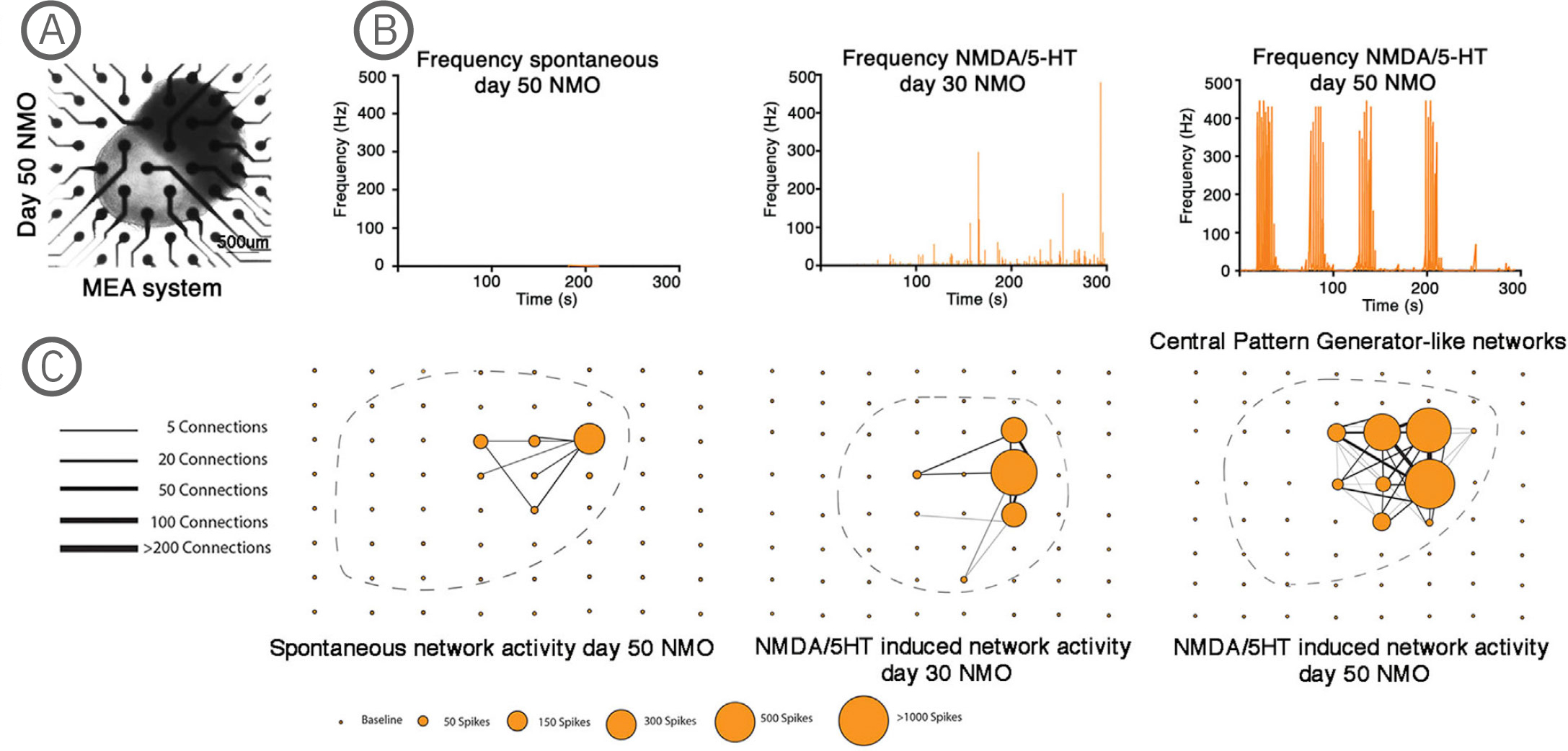 NMJ from Martins et al