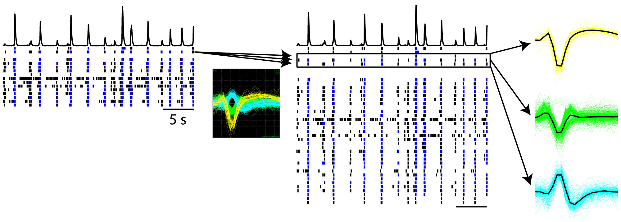 Neural spike sorting raster plot from multiwell multi-electrode array recordings
