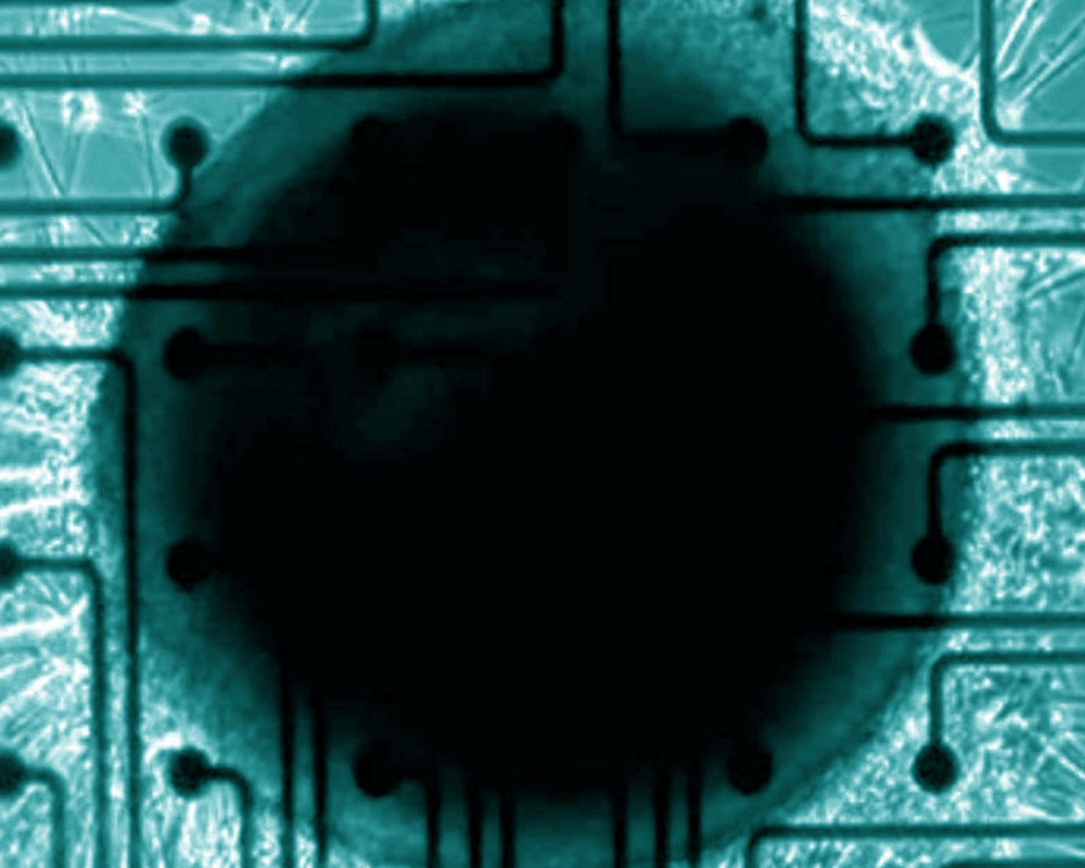 Neural Organoid Application