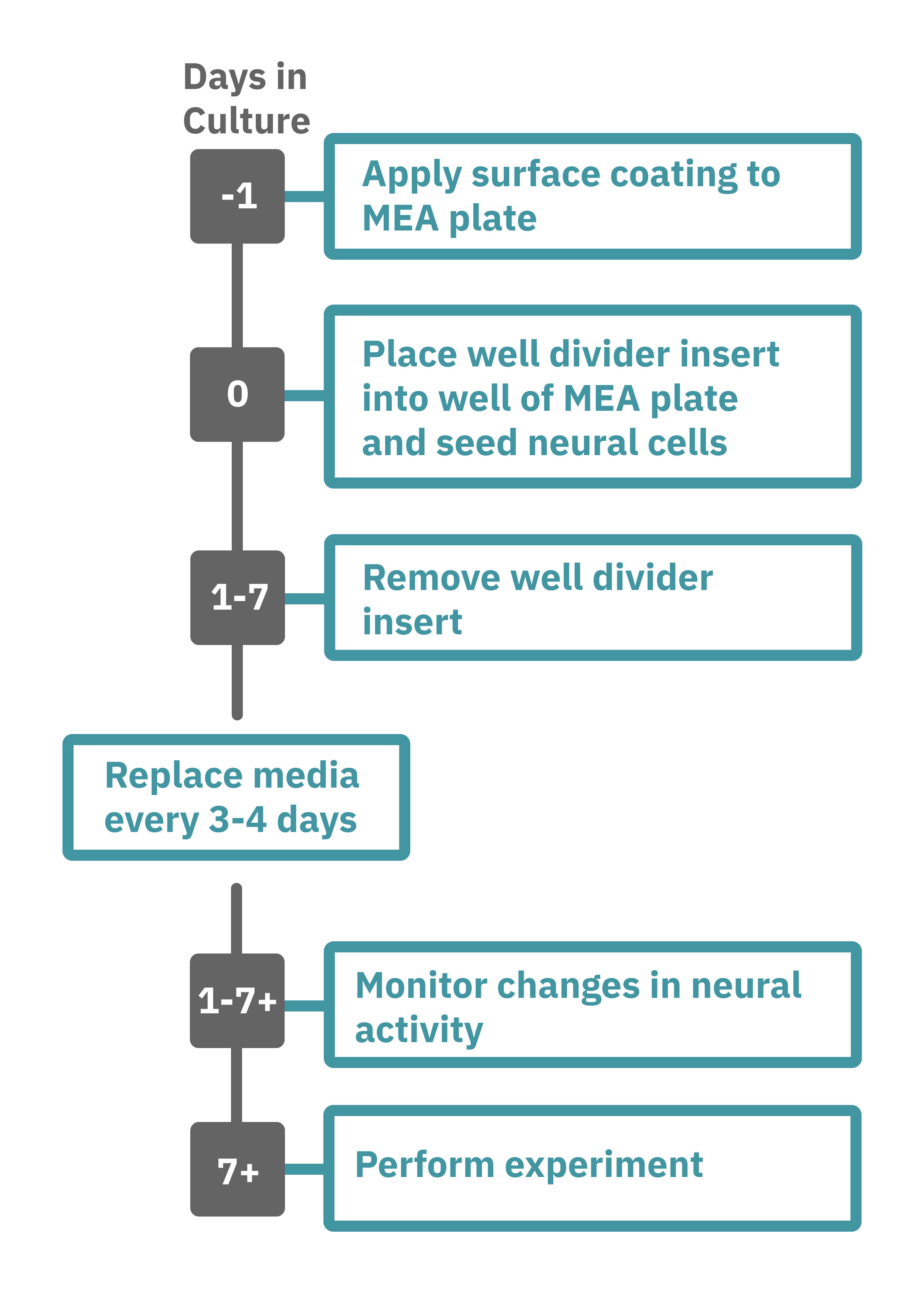 Neural co-culture assay protocol steps