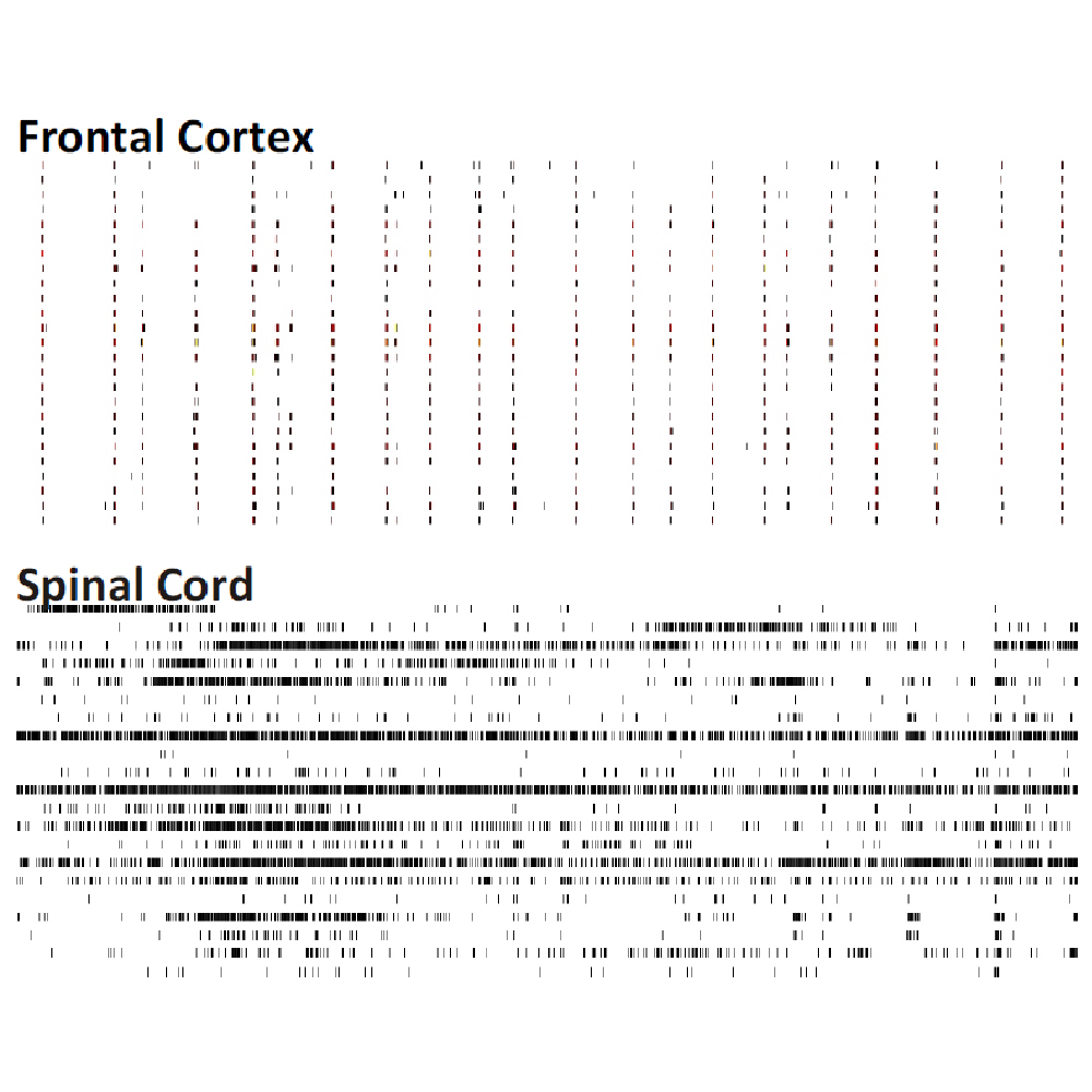 Network spike train patterns of brain-region specific primary cell cutlures from embryonic murine tissue