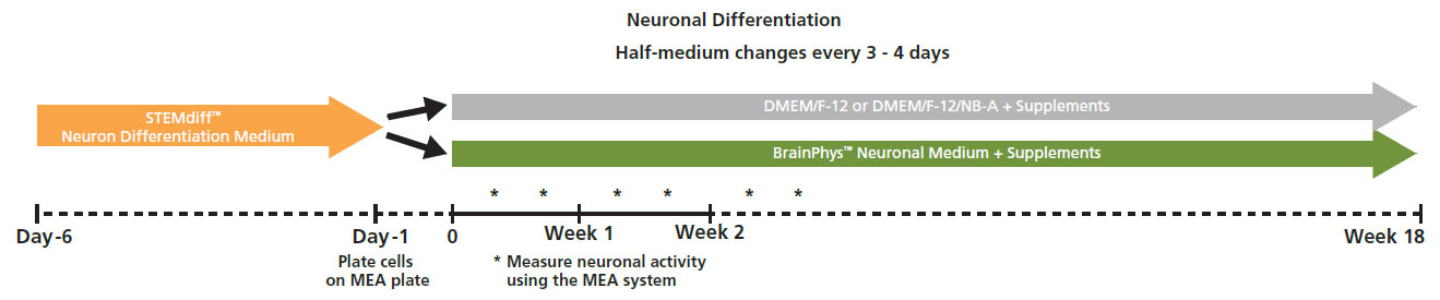 Neuro differentiation protocol