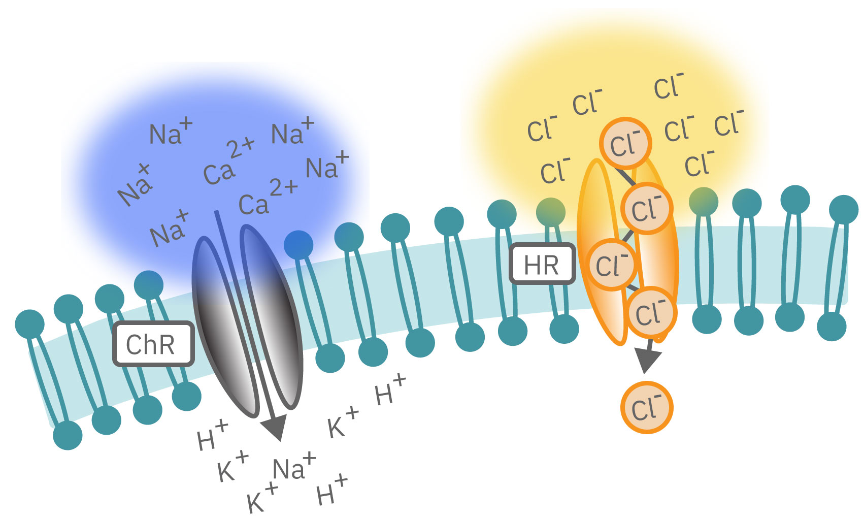 Opsins activated channel