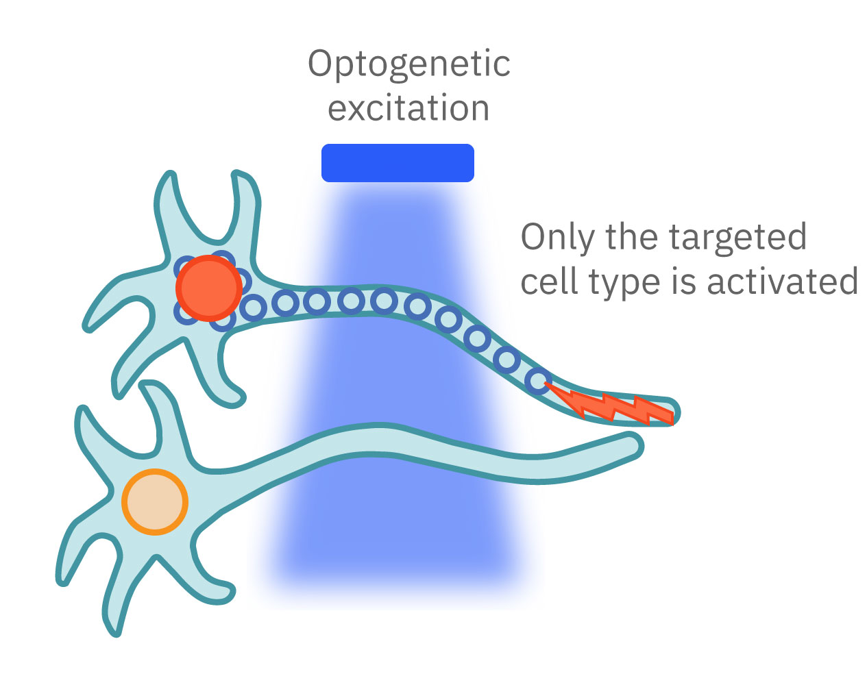 Optogentic activation of blue light neuron only
