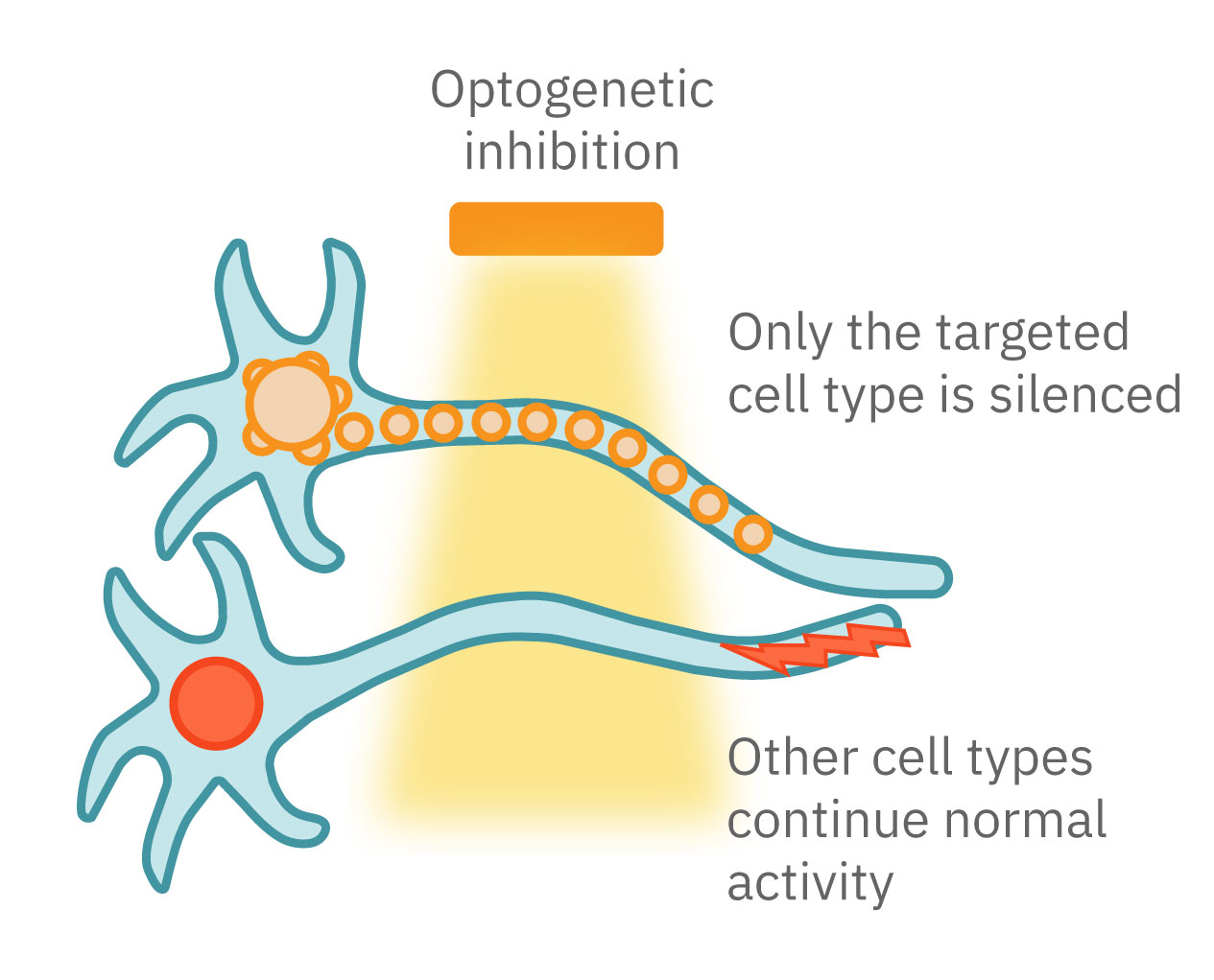 Electrical recording during optogenetic inhibition of