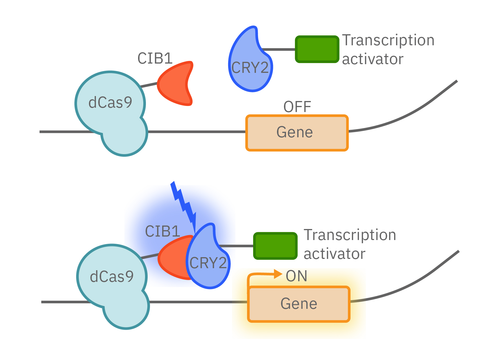 Opsins in cell membrane