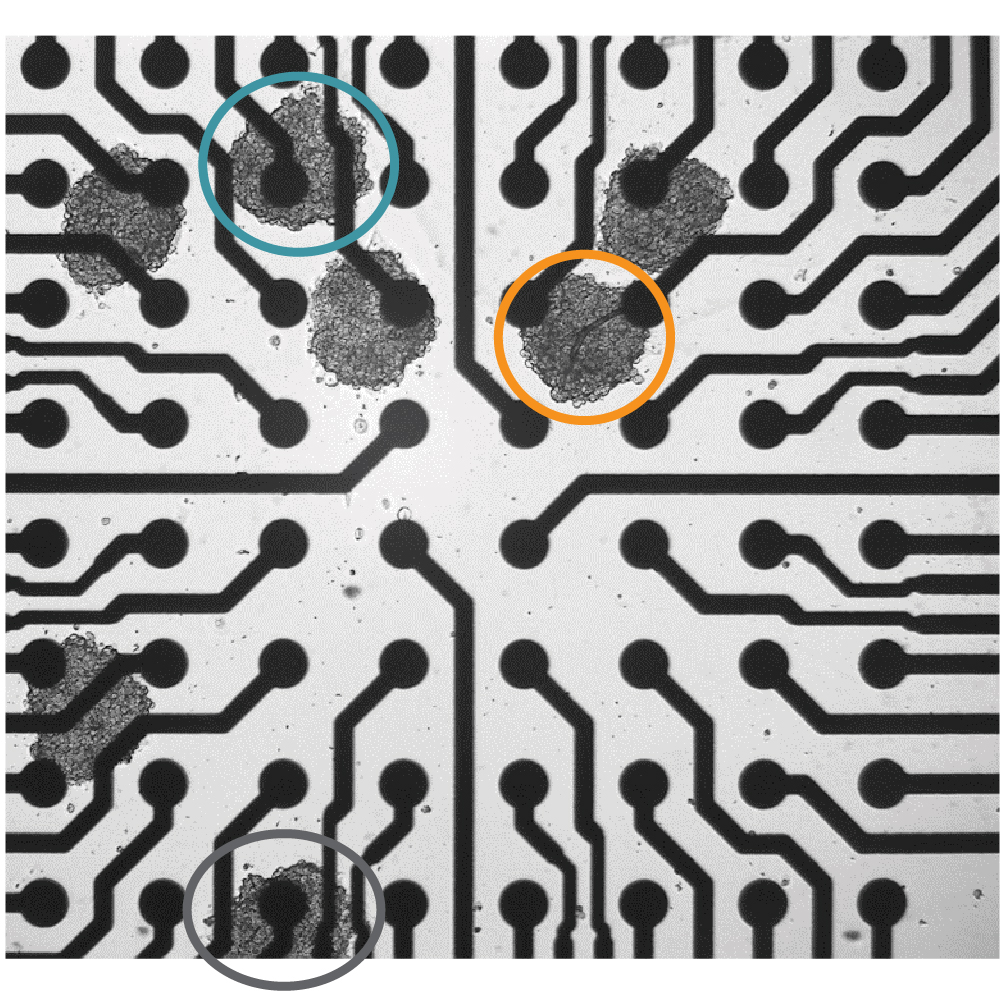 Spheroid organoids on MEA plate