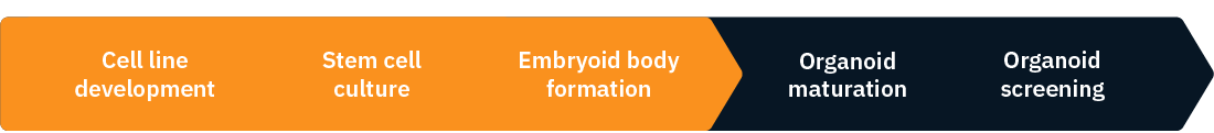 Imaging Organoid Workflow