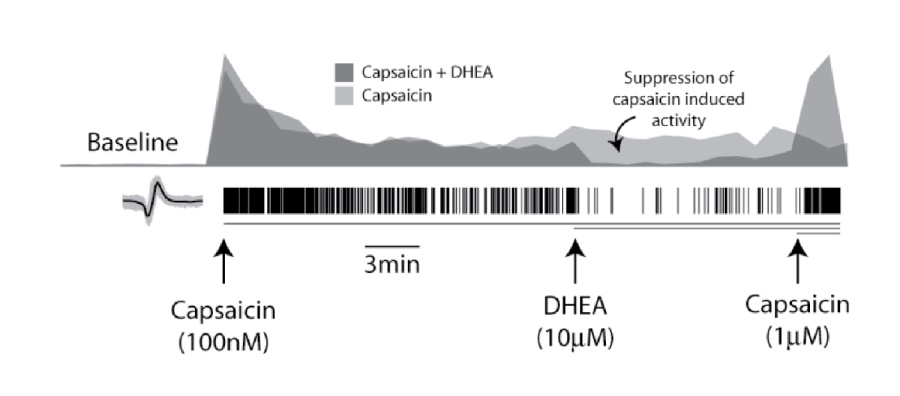 Pain DRG recordings modulated on multielectrode array