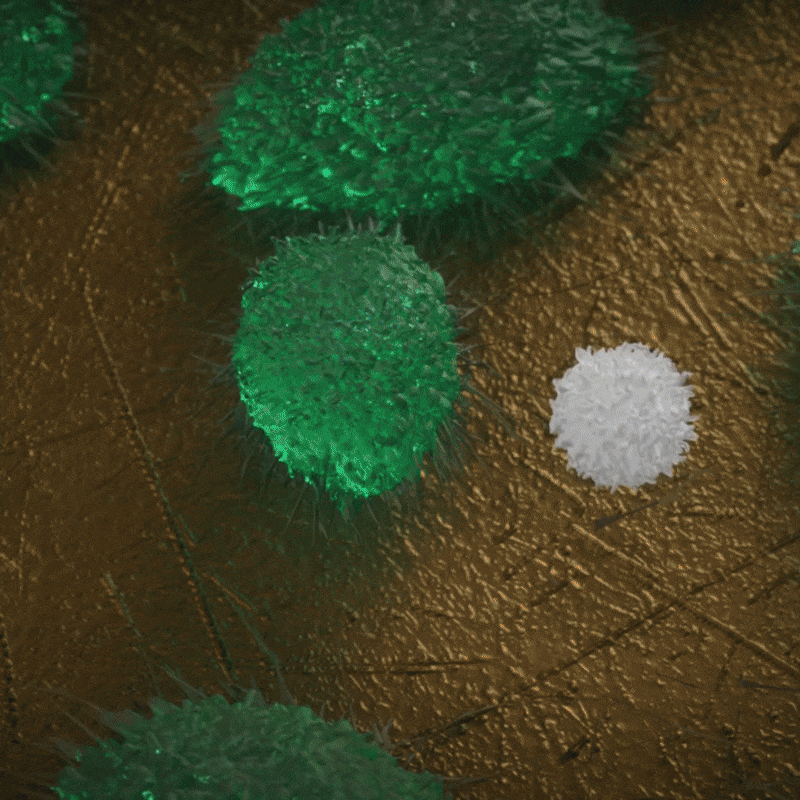 Maestro Z live-cell assays